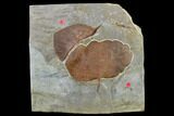 Two Fossil Leaves (Zizyphoides And Davidia) - Montana #113221-1